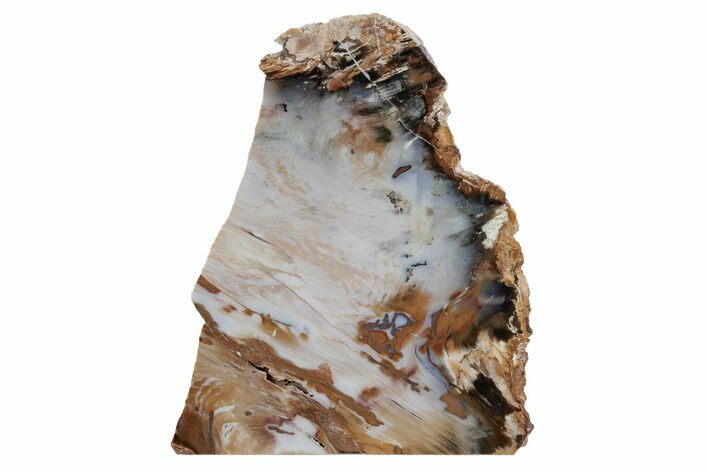 Colorful, Hubbard Basin Petrified Wood Stand-up - Nevada #210852